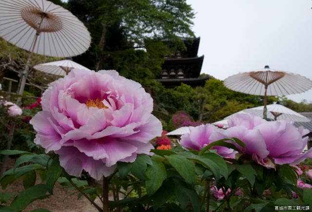 當麻寺護念院庭園