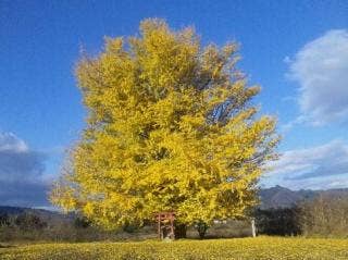 白幡のイチョウ