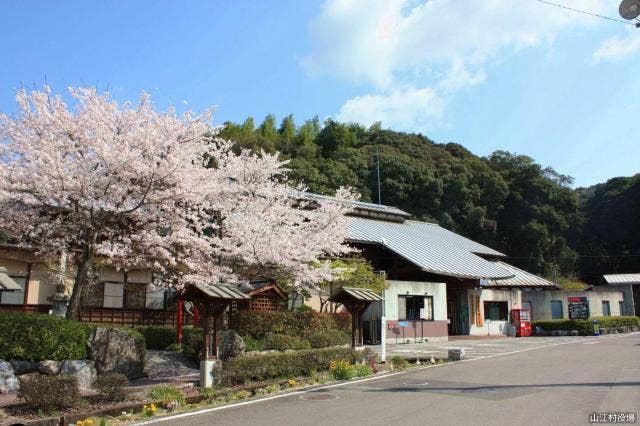 山江温泉ほたる（桜）【画像】