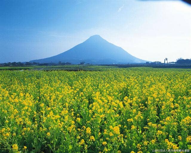 菜の花畑と開聞岳