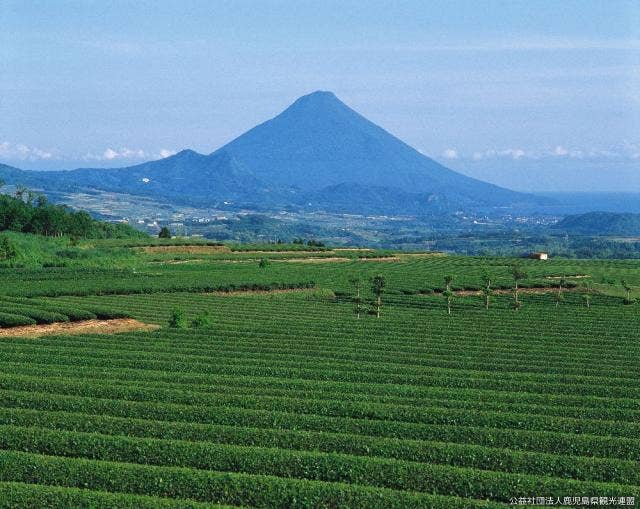 茶畑と開聞岳