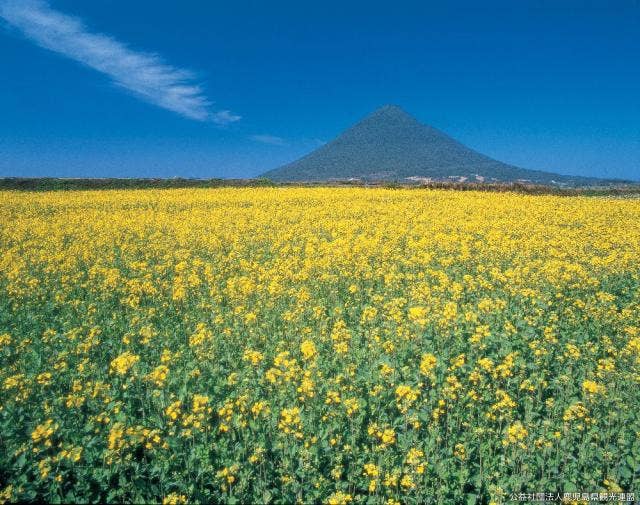 菜の花と開聞岳