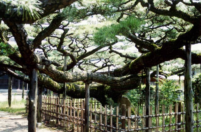 永安寺の雲竜の松