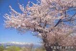 最上川堤防千本桜