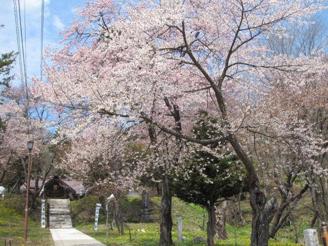 新得神社山　桜