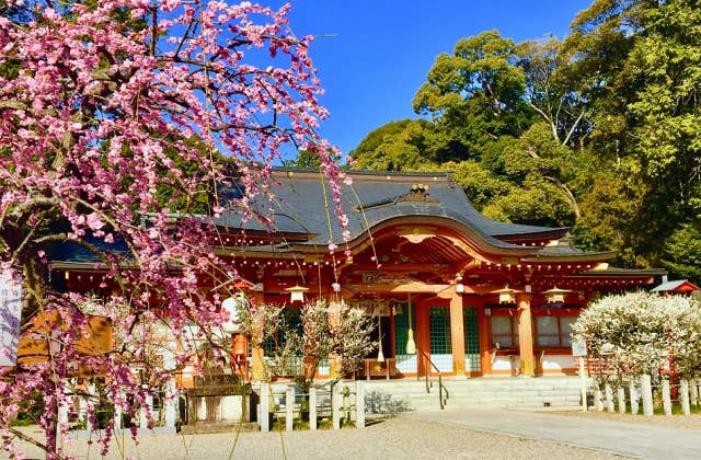 長岡天満宮の梅