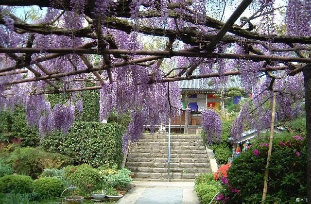 子安地蔵寺の藤