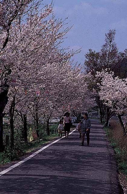 井原堤の桜