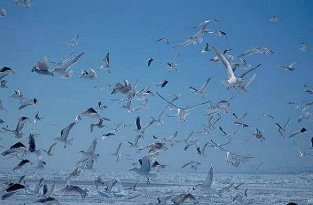 Seabird on the Shiretoko Peninsula