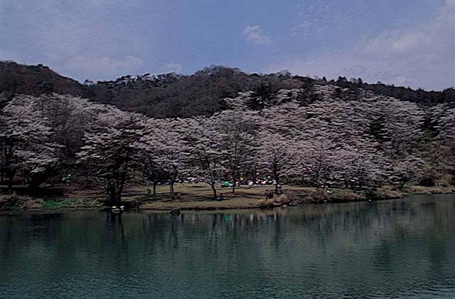 萩尾公園の桜