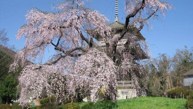 浄専寺のしだれ桜