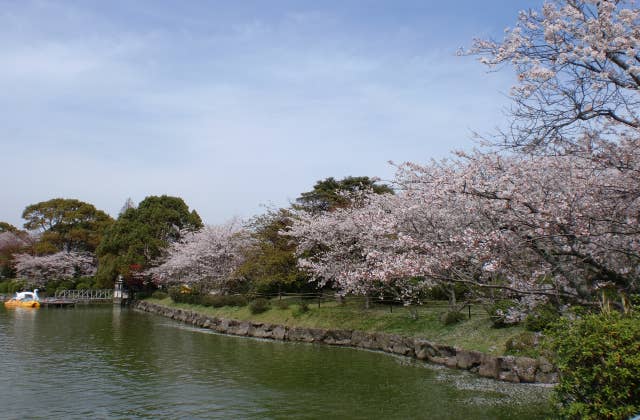 城山公園（桜）