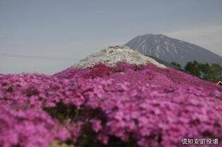 三島さんちの芝ざくら