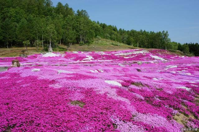 三島さんちの芝ざくら2