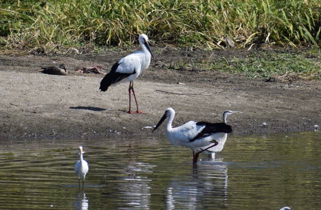 大添堤のコウノトリ