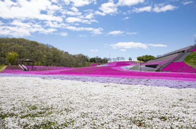 芝ざくらまつり中の景色