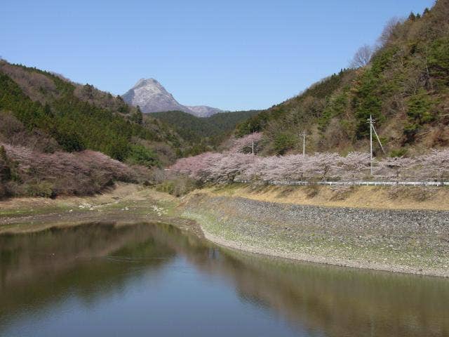 防災ダムの桜