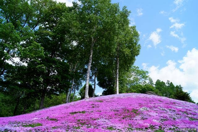 ６月芝桜