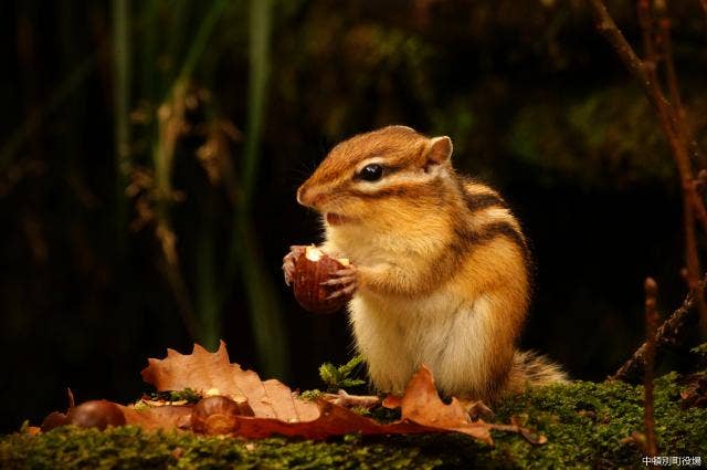 エゾシマリス