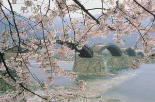 錦帯橋桜1