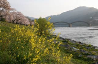 錦帯橋桜2