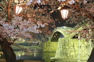 錦帯橋桜3