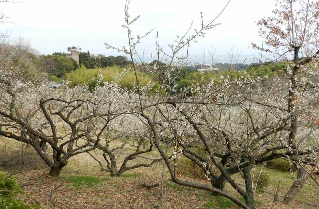辻村植物公園の梅