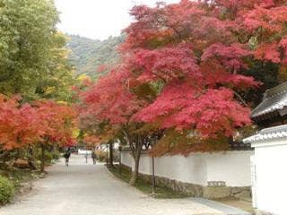 紅葉谷公園1