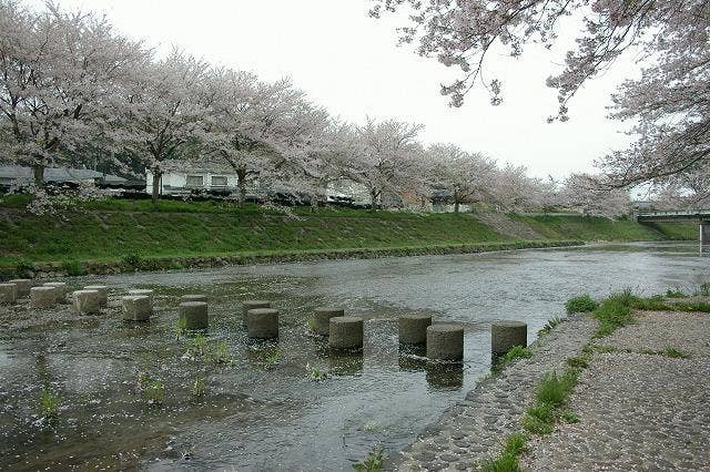 やすらぎ桜並木