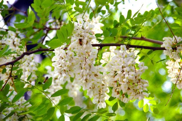 アカシアの花