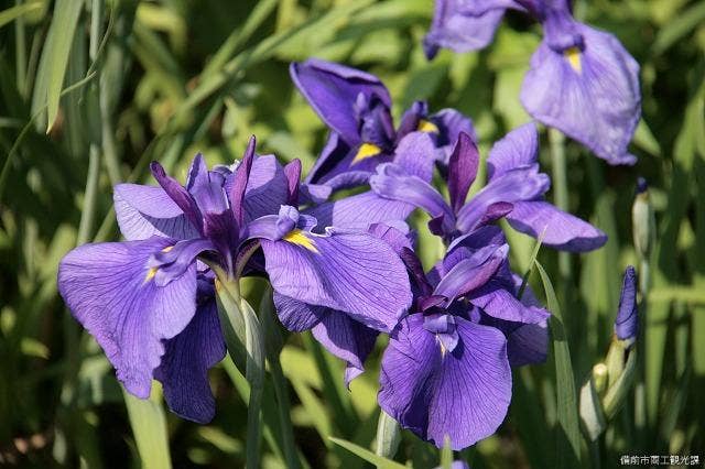 北尾花菖蒲園1