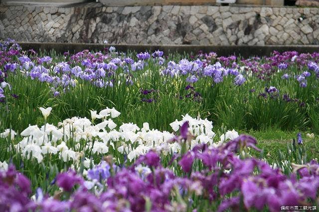 北尾花菖蒲園2