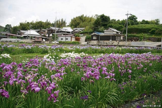 北尾花菖蒲園3