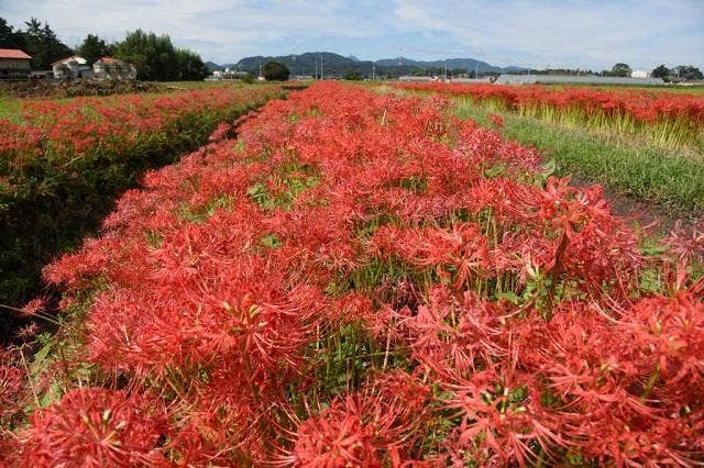 水押川の曼珠沙華