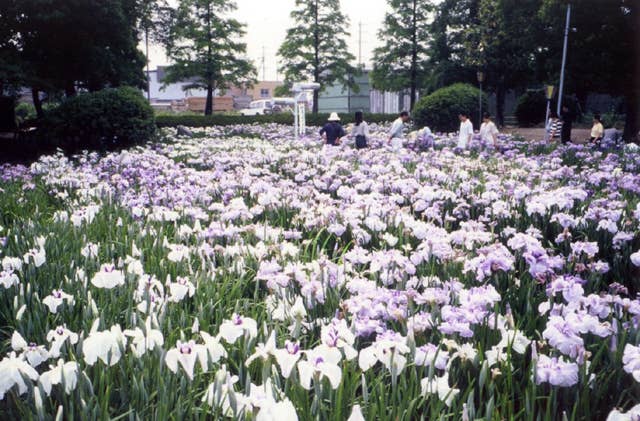 油ケ渕遊園地