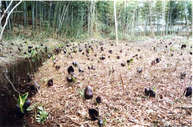 ザゼンソウ群生地