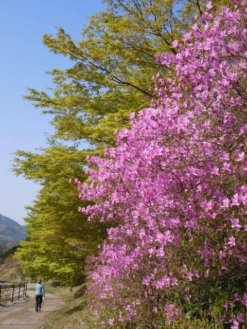 滝山公園ツツジ