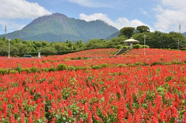 有明の森フラワー公園