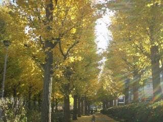 西亀有せせらぎ公園の紅葉した銀杏並木