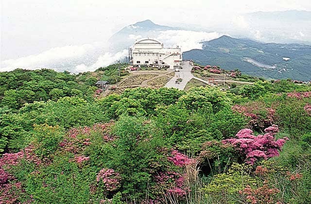 鶴見岳のミヤマキリシマ
