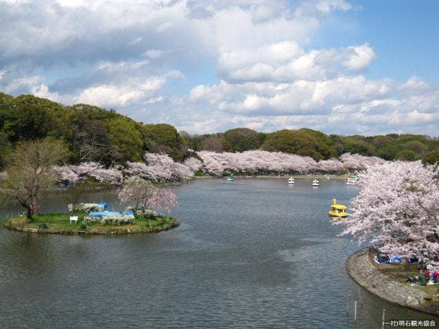 明石公園の桜