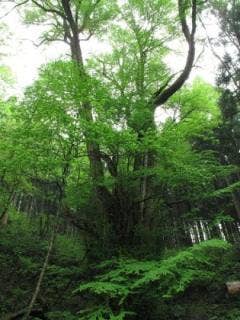 兎和野大カツラ