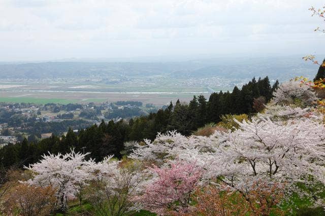 西行桜の森