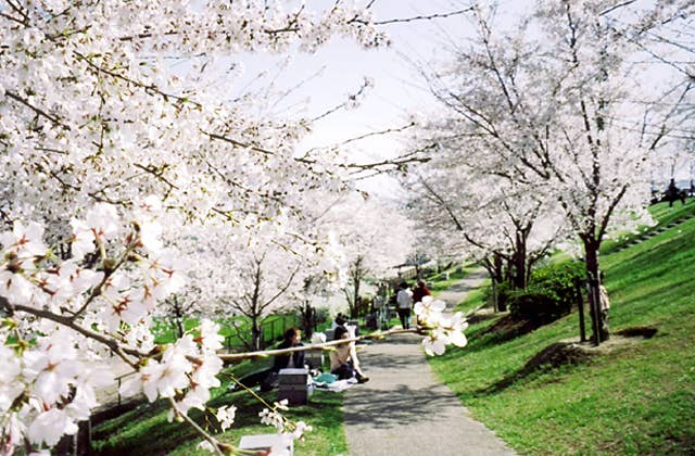 桜づつみ「木津川・緑と水辺のやすらぎ回廊」