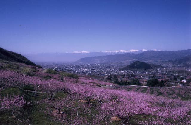 塩山桃源郷