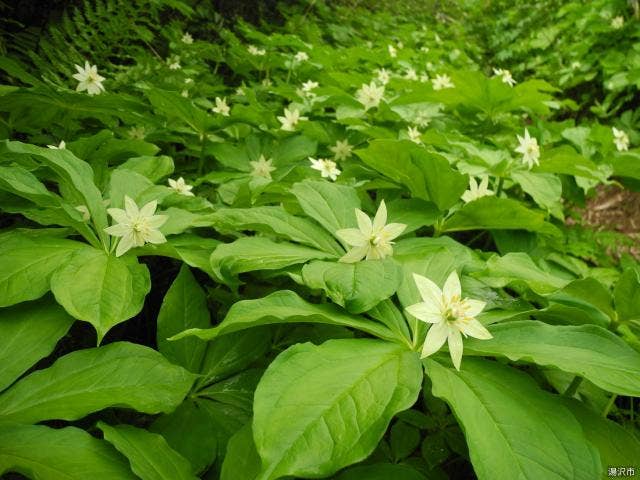 キヌガサソウ群生地