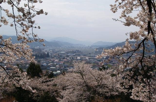 赤館公園の桜