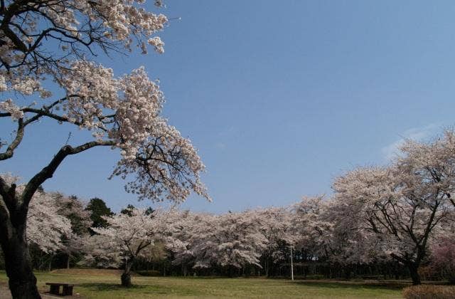 赤館公園の桜