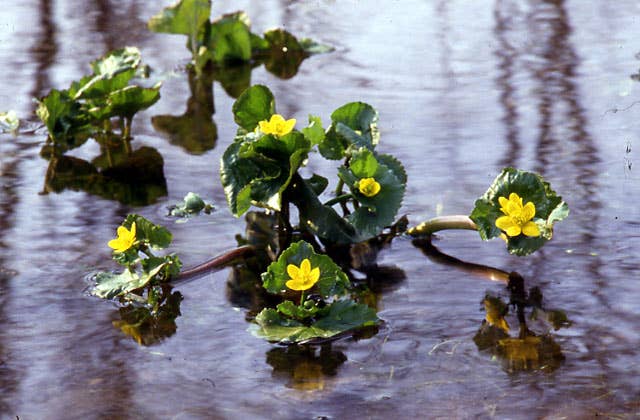 釧路湿原の植物