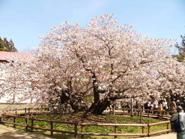 血脈桜